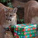 Illustration for article titled Sometimes As a Mountain Lion You Have to Take a 6-Hour Nap in a Persons Home